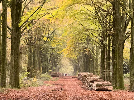 a couple in the distant have walked along the leafy road between beech trees where the leaves have changed to autumn colours