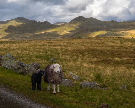 A ewe and her lamb travelling on open landscape beneath the fells  of the Lake District