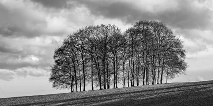 A bare copse stands on a hill in winter.