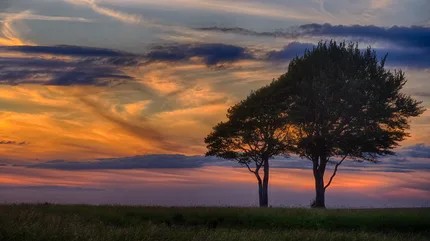 Sunset of orange and purple over Roundway Hill, Devizes on the Wiltshire Downs  silhouetted by two trees