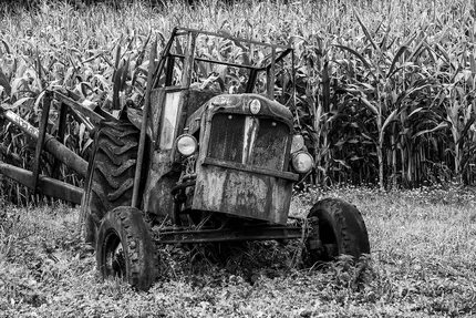 A old Fordson Tractor left unused in front of a sweet corn field