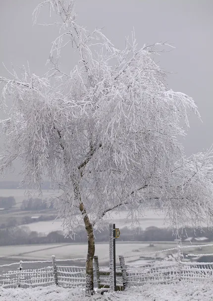 A tree stands on a hill frozen with a hoar frost