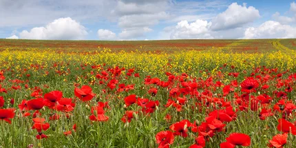 A poppy and rapeseed field with blue sky and white clouds in Wiltshire