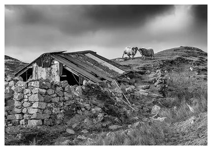 Two rams standing together with old weathered tin shack beneath them