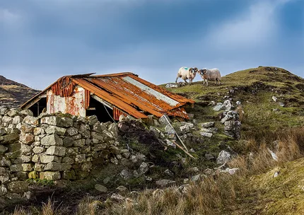 Two rams stand together;  a moment that feels both powerful and peaceful.  Beneath them an old weathered tin shack rests quietly, a humble reminder of a rural life and the passing of time.