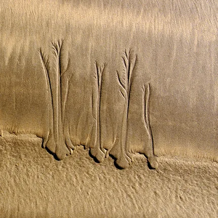 Sand patterns that look like trees.