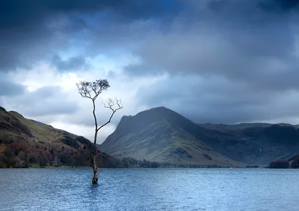 a lone tree stands in the water of Buttermere with mountains as a backdrop