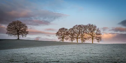 Oak trees stand on frosted ground with pinks and purples from the sunrise behind in Wiltshire