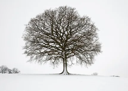 The old oak tree stands in snow with its bare branches stretching outwards like dark, intricate veins against a pale winter sky.