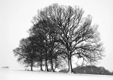 A line of bare oak trees stand in a field covered with a blanket of snow creating a quiet stillness.