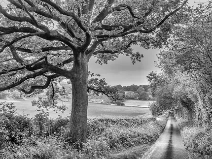 Black and white photograph of a country lane scene with large tree in foreground and cottages in the distance. Fovant.