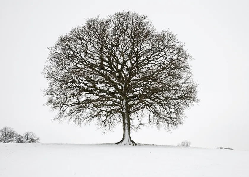 Winter Oak
