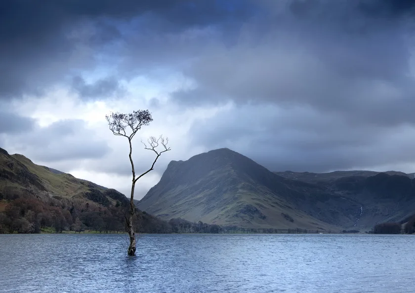 The Lone Tree Buttermere